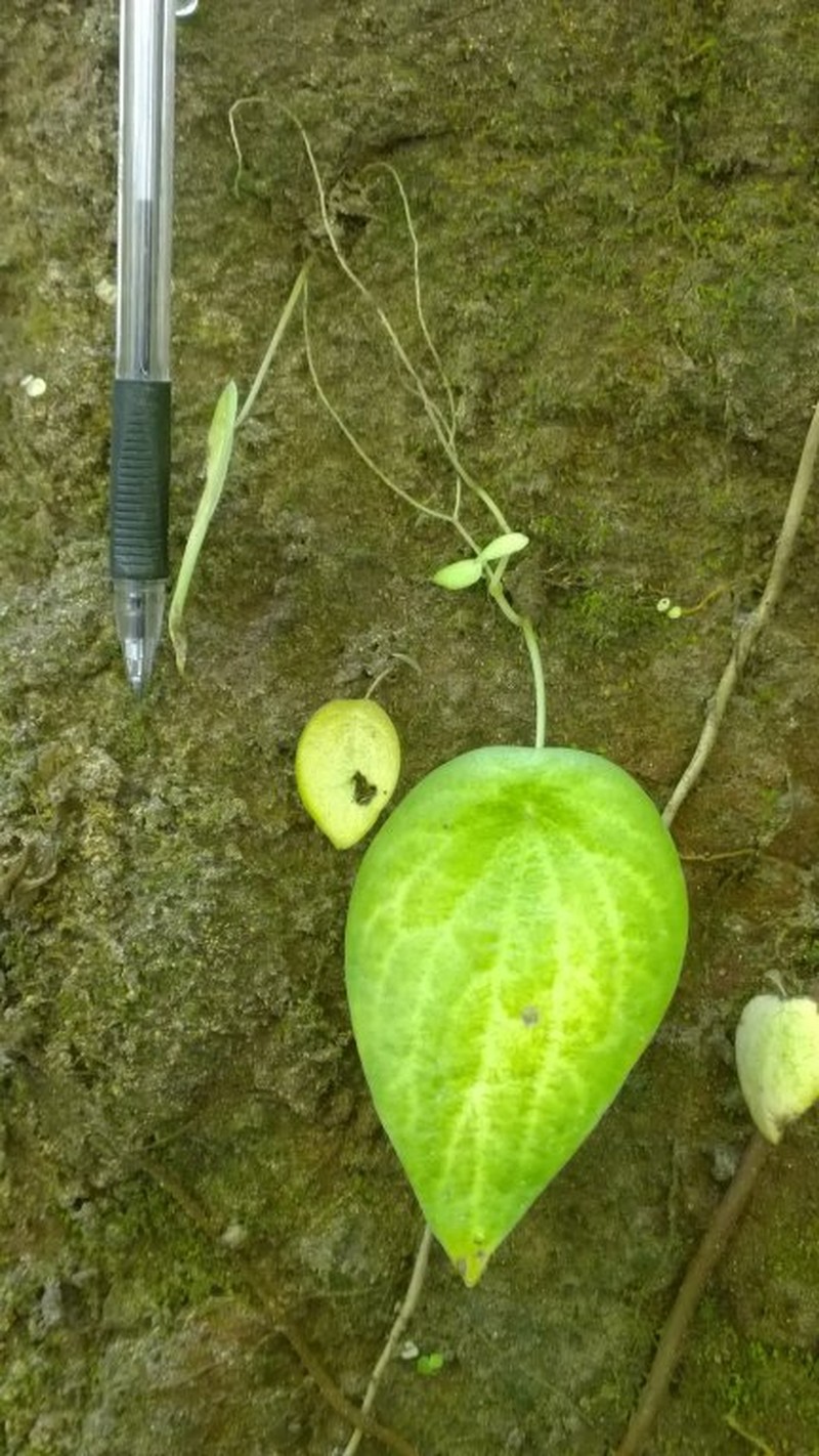 Peperomia quetzal photo 2
