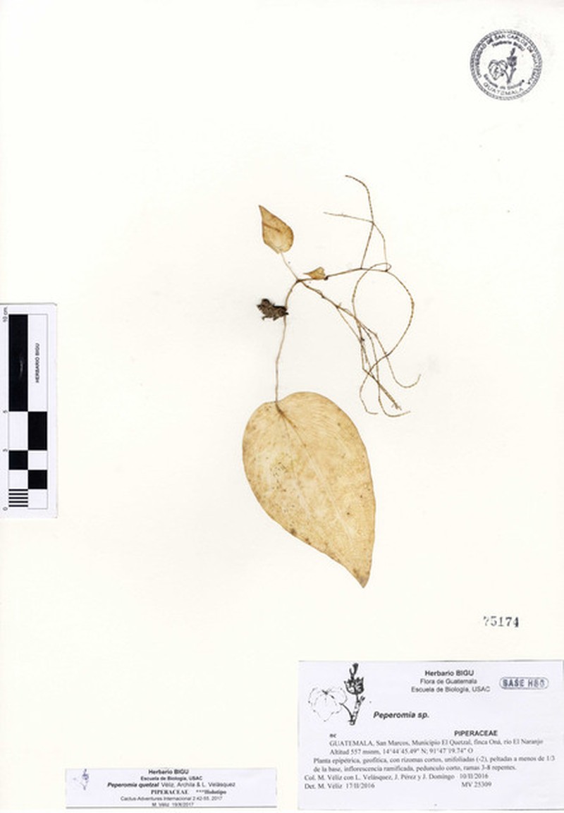 Peperomia quetzal photo 3