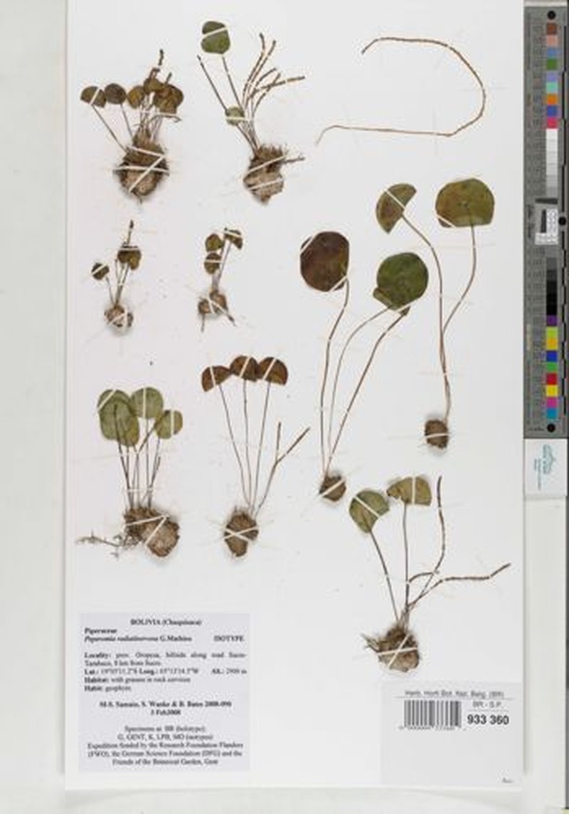 Peperomia radiatinervosa