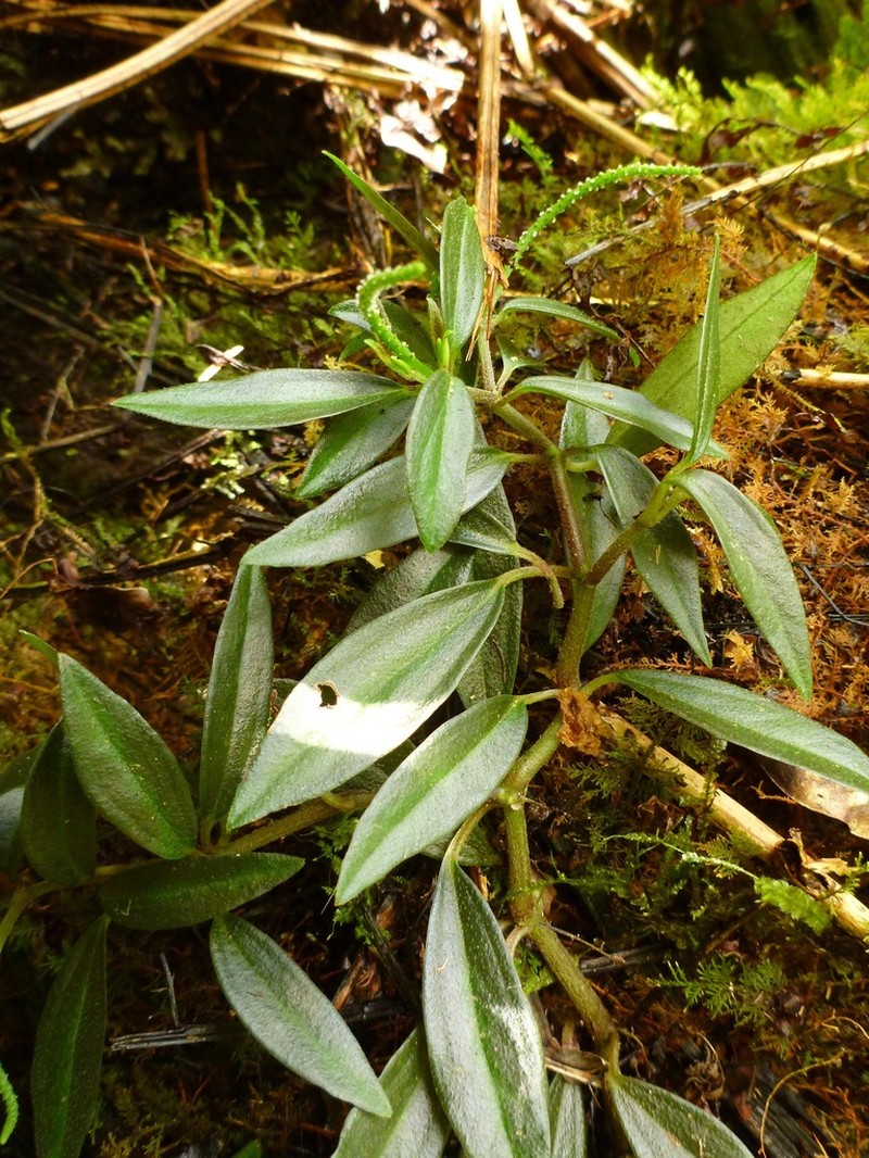 Valley Peperomia