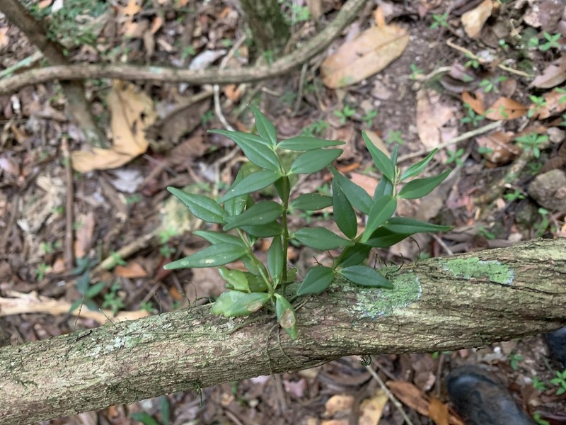 Peruvian Peperomia photo 2