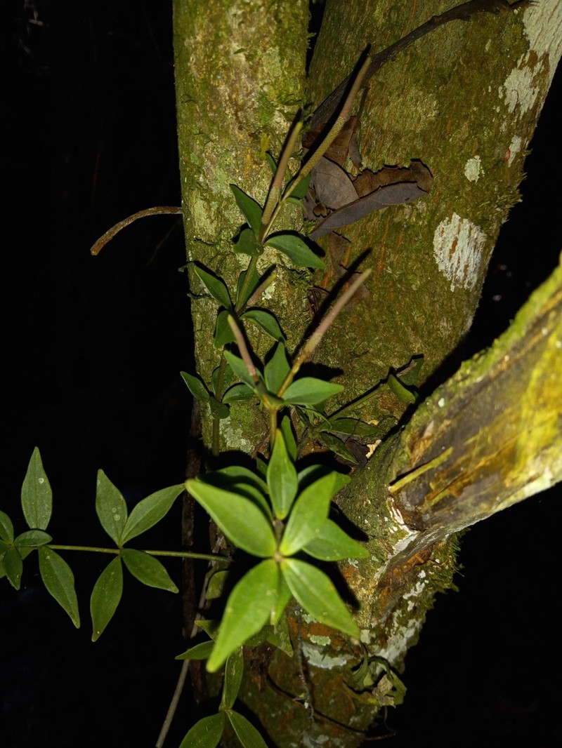 Peruvian Peperomia photo 4