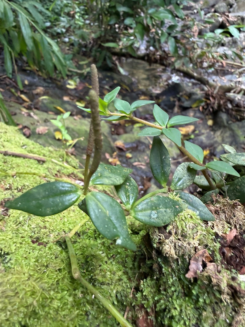 Peruvian Peperomia photo 5