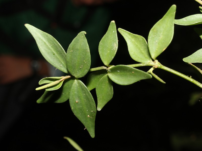 Peruvian Peperomia photo 6
