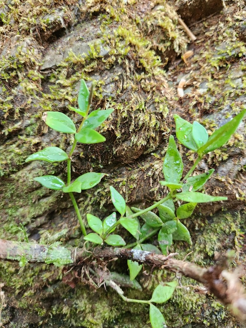 Peruvian Peperomia photo 7
