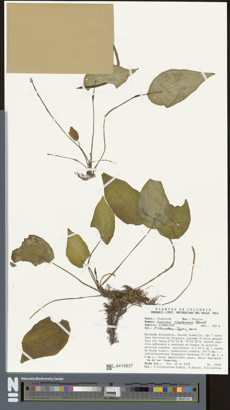 Peperomia rivulamans