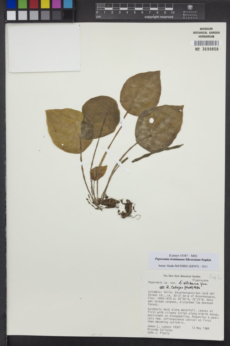 Peperomia rivulamans photo 3