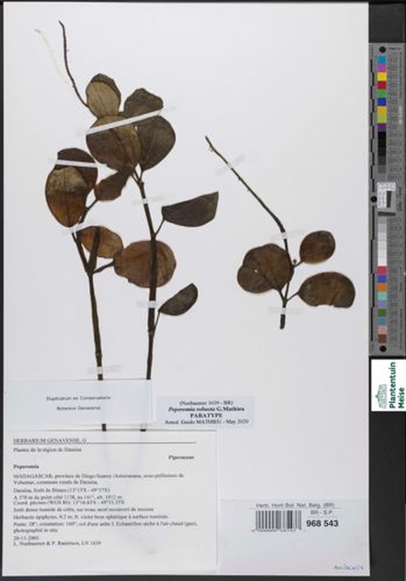 Peperomia robusta