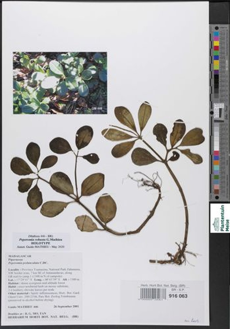 Peperomia robusta photo 2