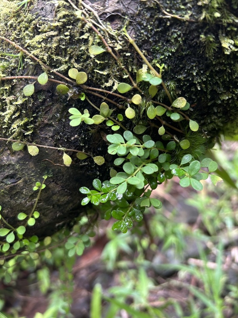 Grand Peperomia