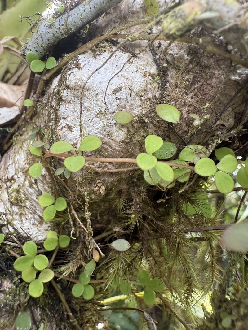 Grand Peperomia photo 2
