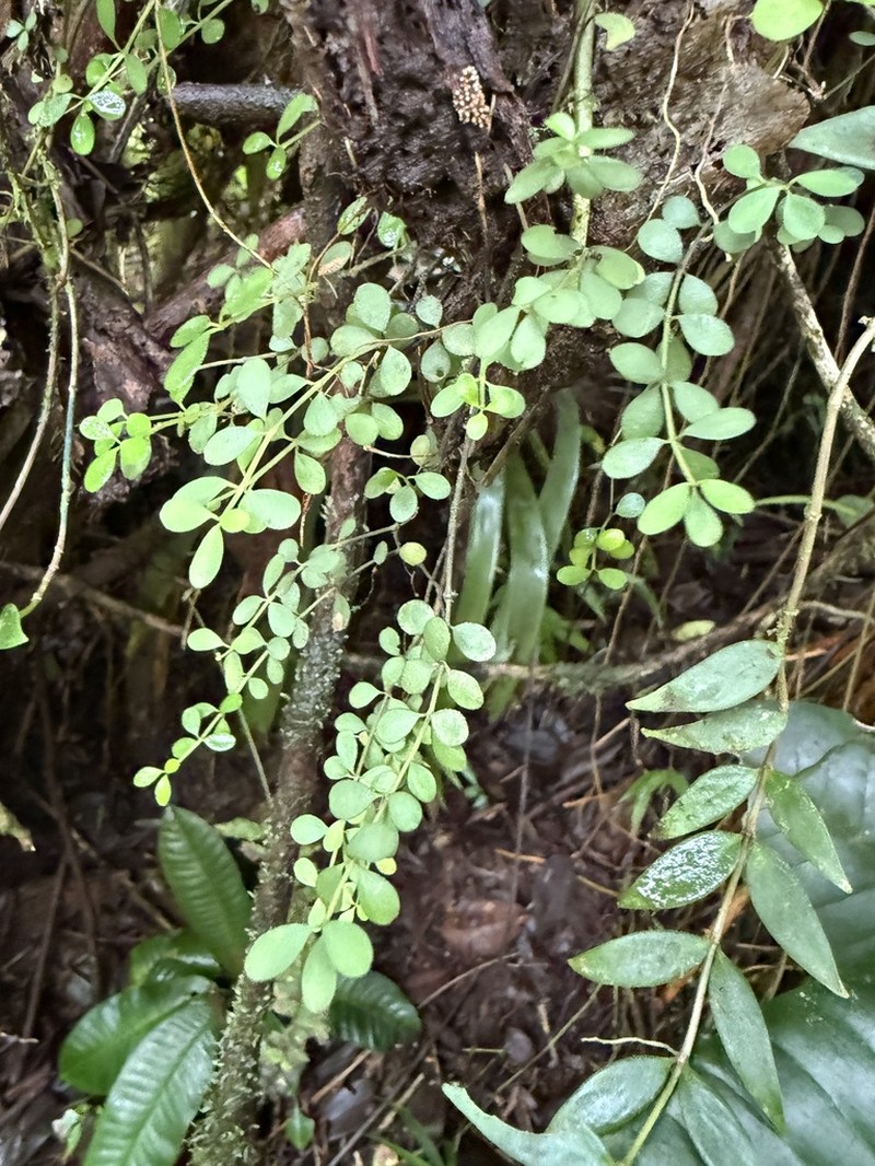 Grand Peperomia photo 3