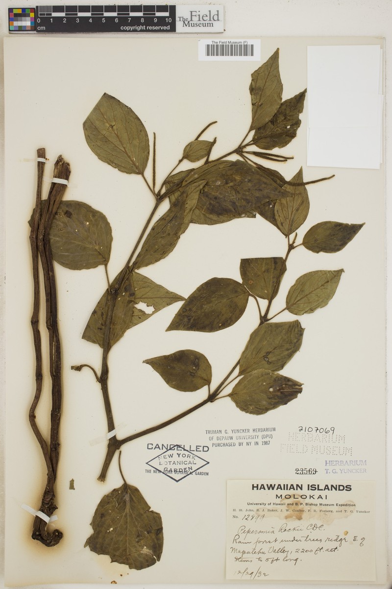 Kahuaha Forest Peperomia