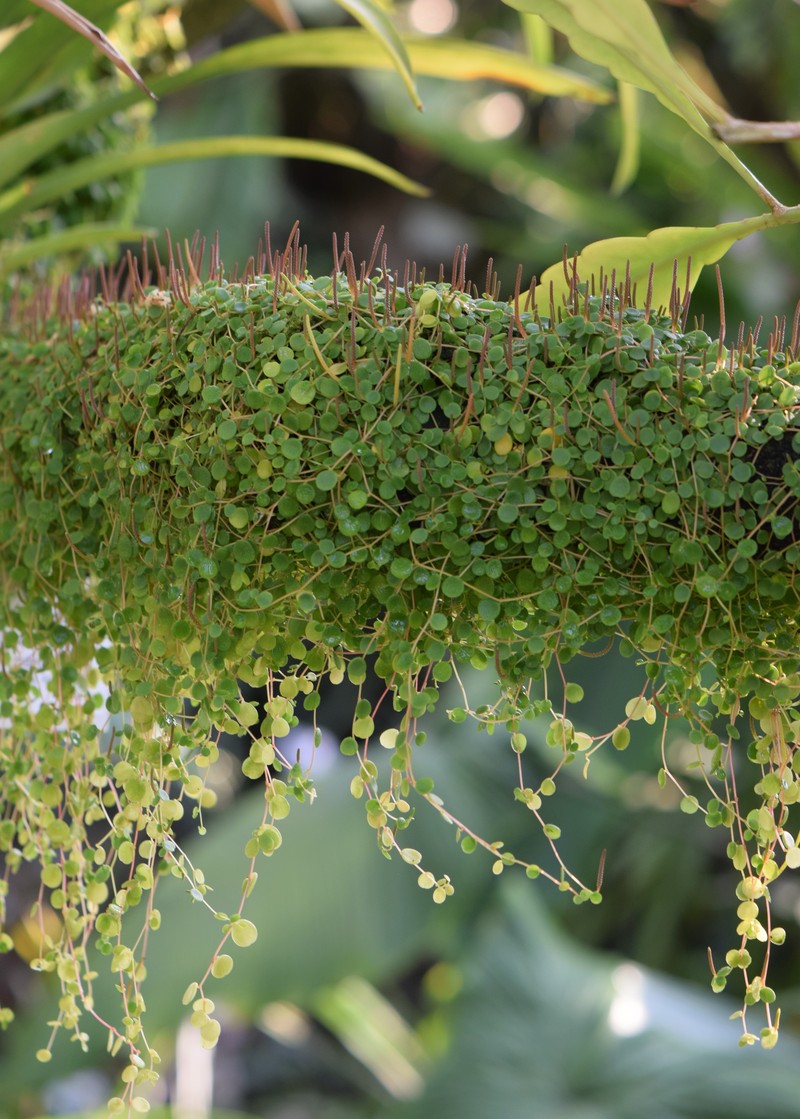 Yerba Linda photo 2
