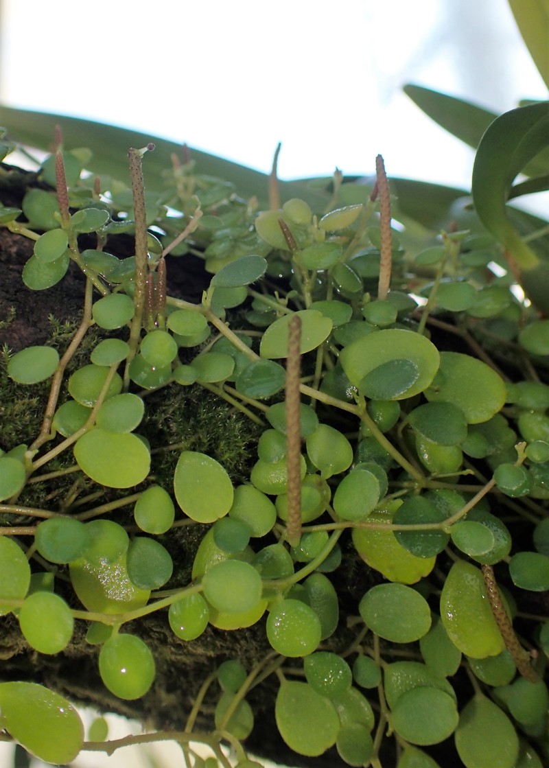 Yerba Linda photo 3