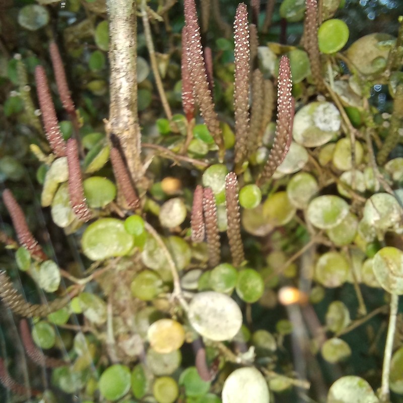 Yerba Linda photo 3