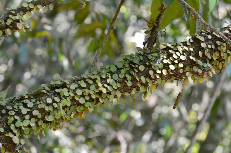 Yerba Linda photo 4