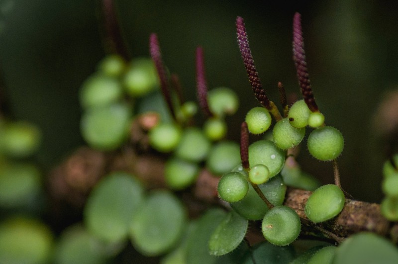Yerba Linda photo 5