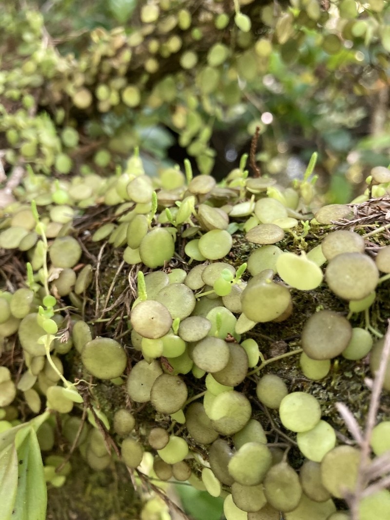 Yerba Linda photo 6