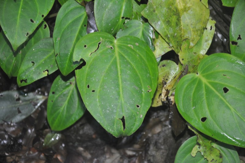 Peperomia sanblasensis photo 2