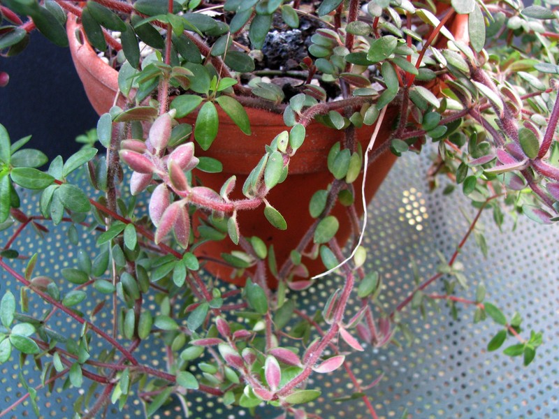 Singlespike Peperomia photo 4