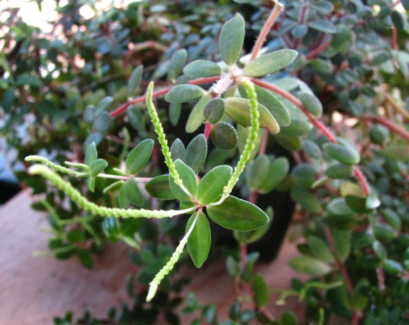 Singlespike Peperomia photo 5
