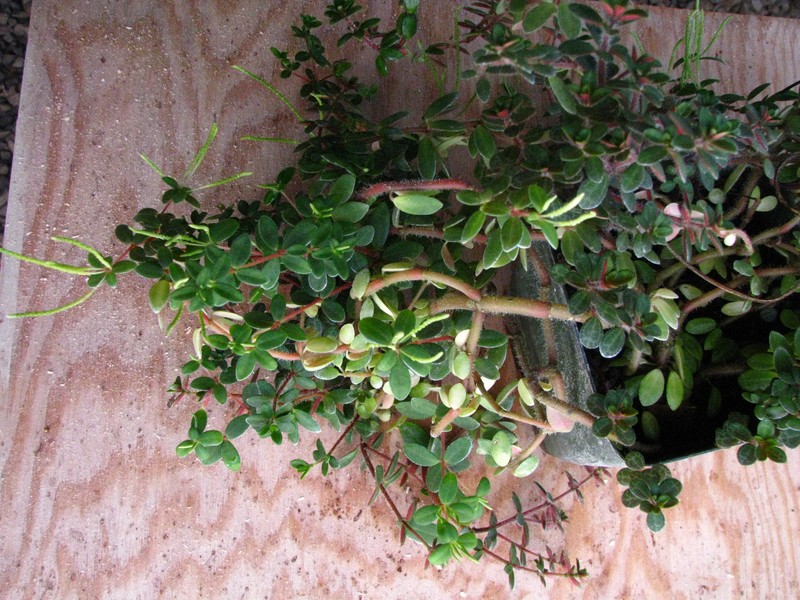 Singlespike Peperomia photo 6