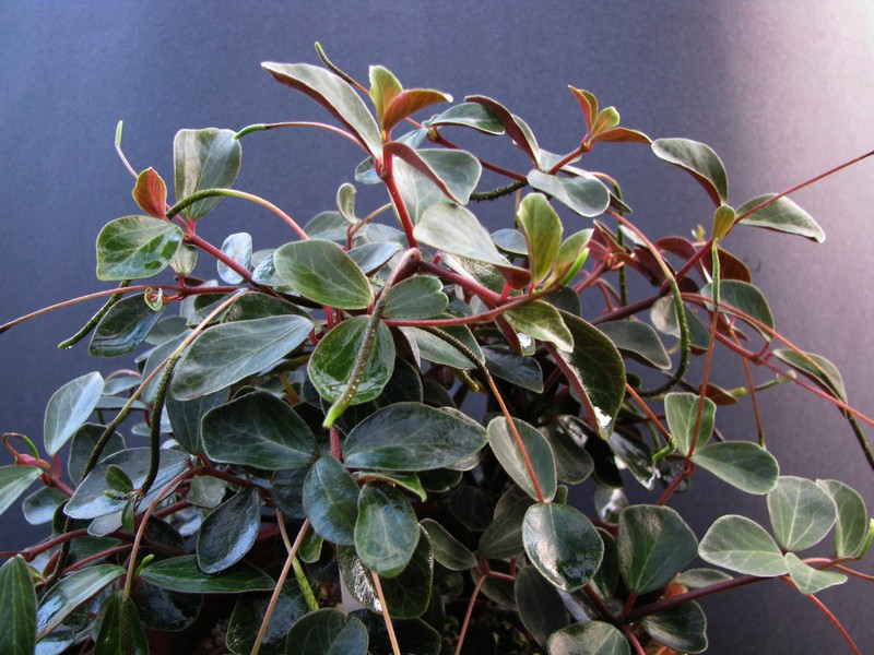 Singlespike Peperomia photo 2