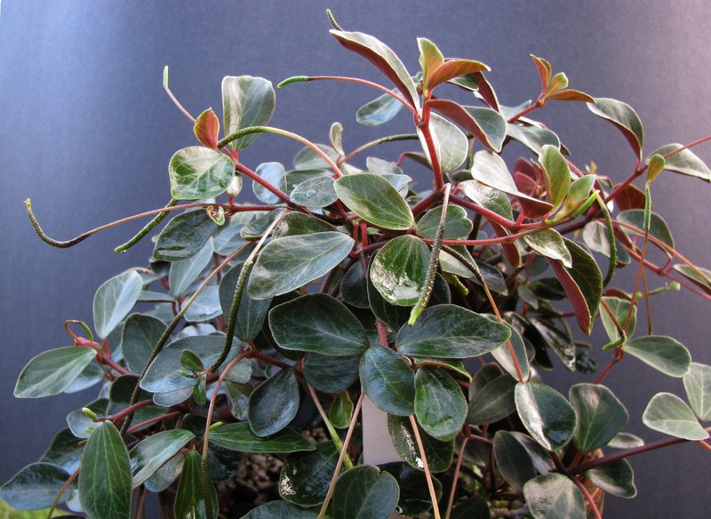Singlespike Peperomia