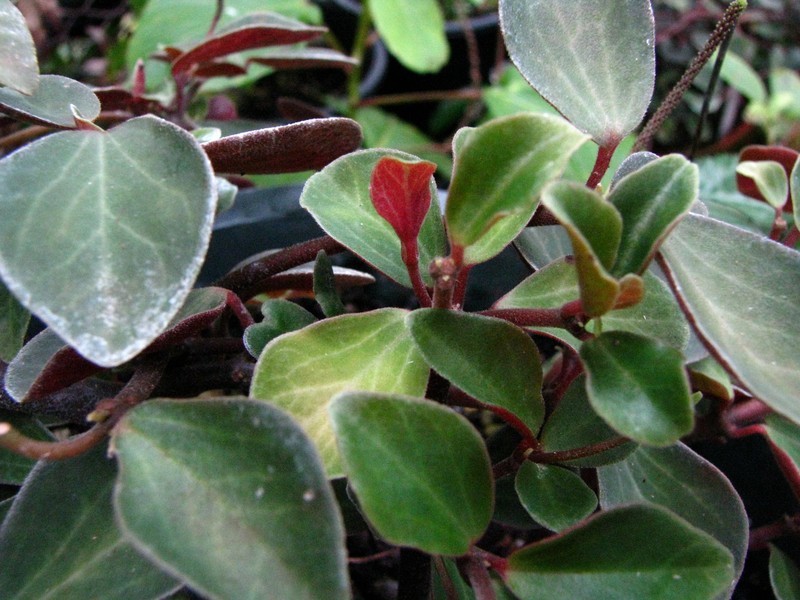 Singlespike Peperomia photo 3