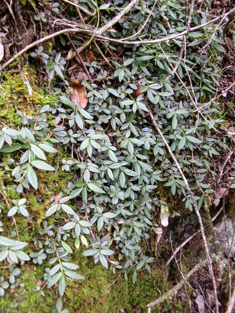 Singlespike Peperomia