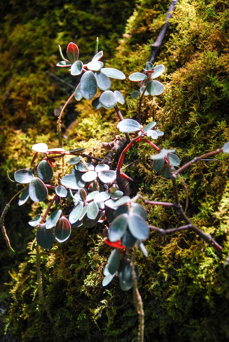 Singlespike Peperomia photo 2