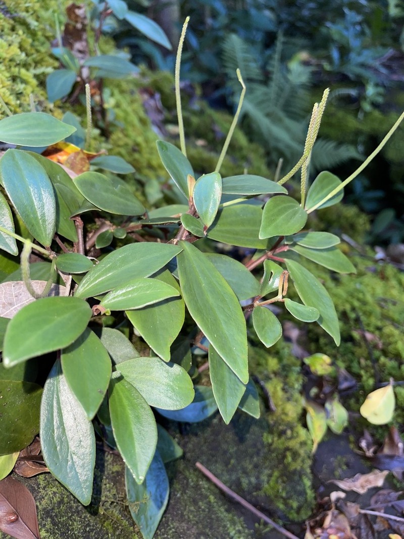 Singlespike Peperomia photo 3