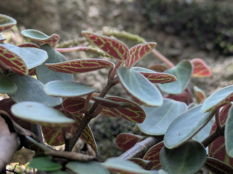Singlespike Peperomia photo 4