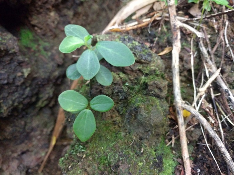 Singlespike Peperomia photo 5
