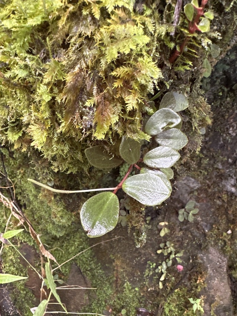 Singlespike Peperomia photo 6