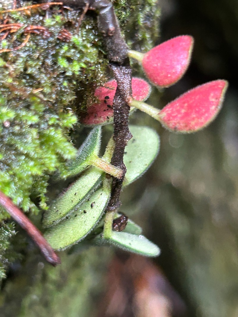 Singlespike Peperomia photo 7