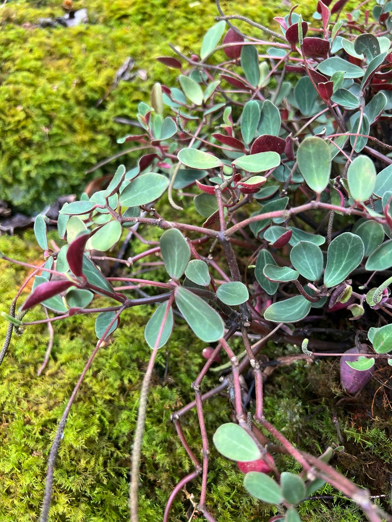 Singlespike Peperomia photo 8