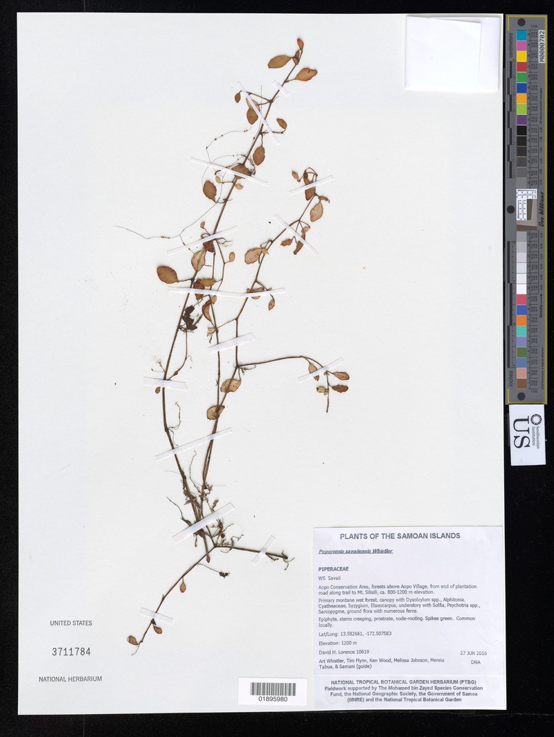 Peperomia savaiiensis