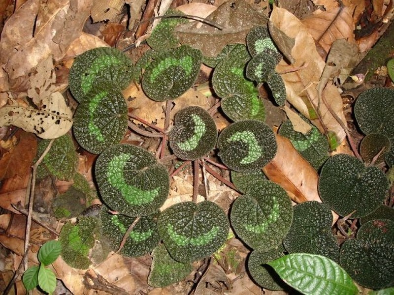 Peperomia sphaerostachya