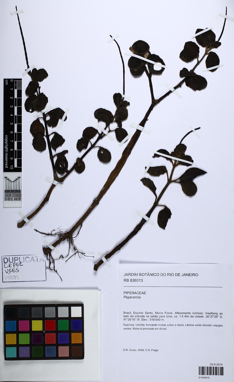 Peperomia spiritus-sancti