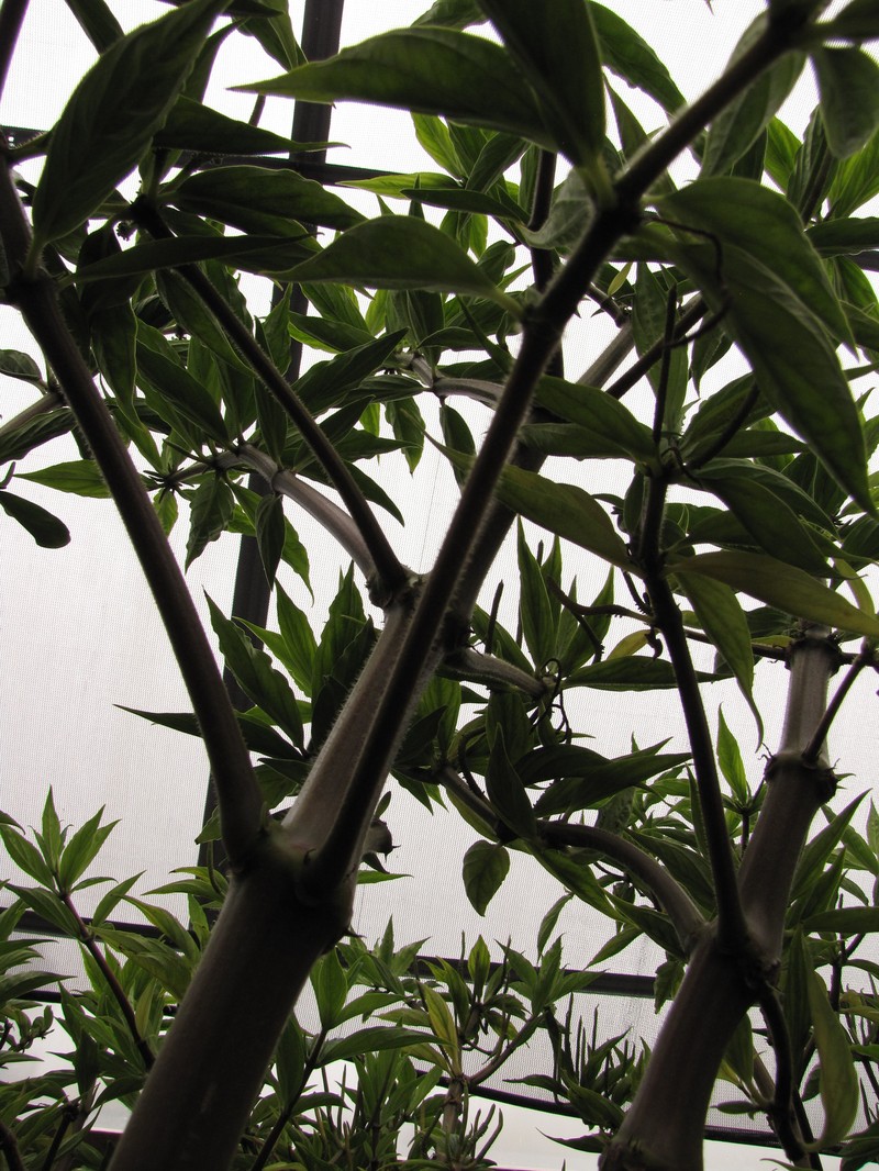 Waikamoi Peperomia photo 6