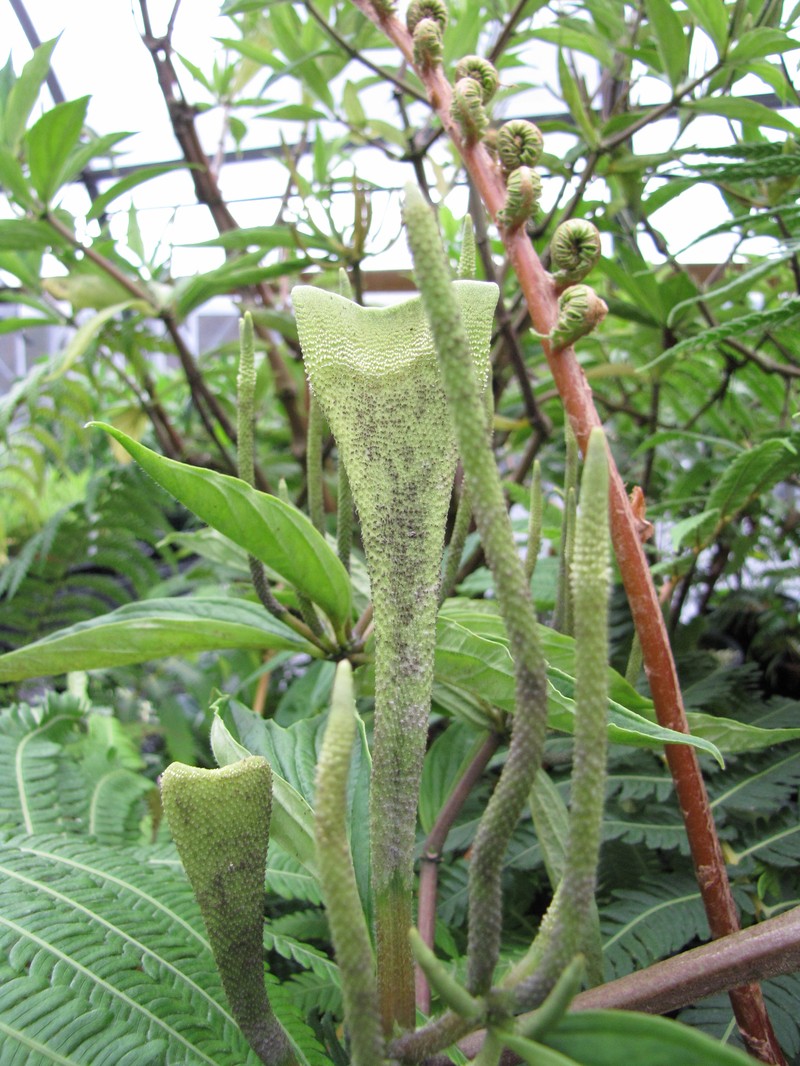 Waikamoi Peperomia