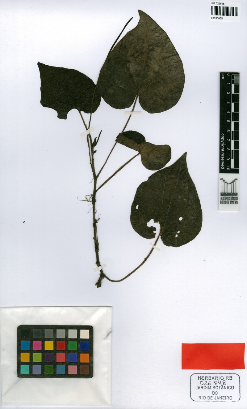 Peperomia sulbahiensis