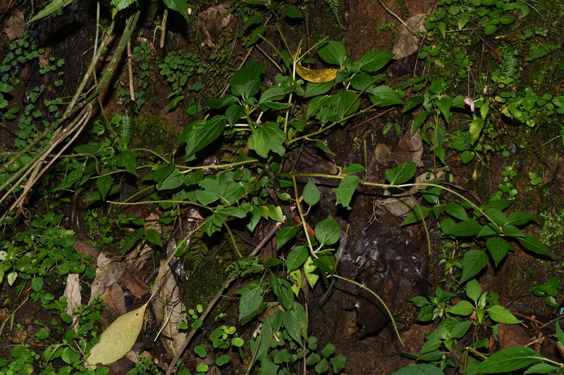Peperomia tancitaroana photo 2