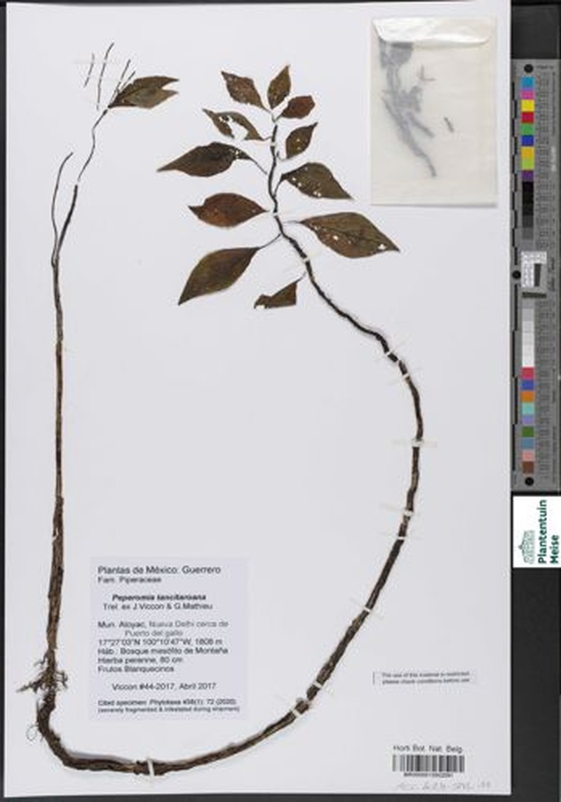 Peperomia tancitaroana photo 3