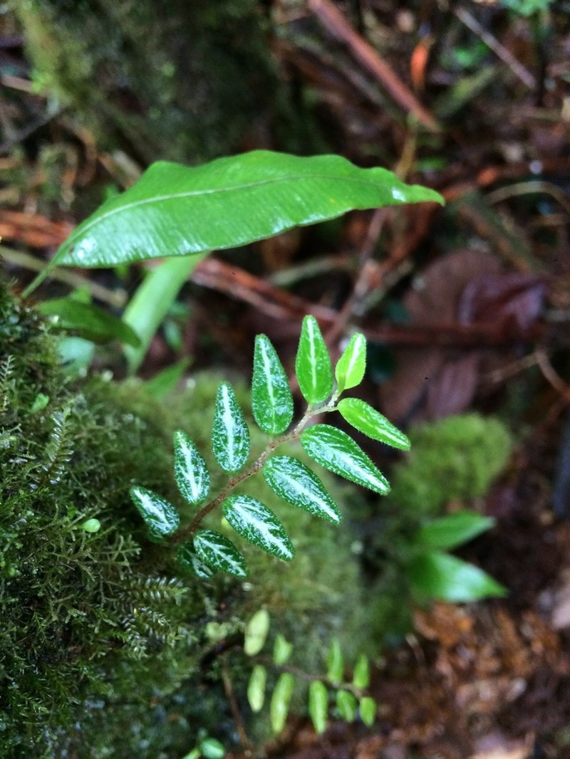 Jayuya photo 3