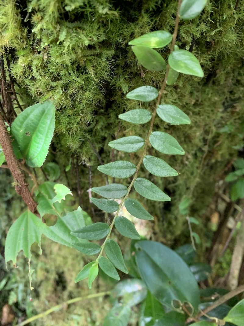 Jayuya photo 4