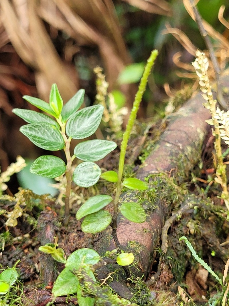 Jayuya photo 5