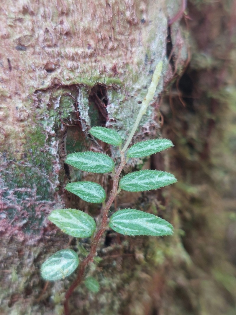 Jayuya photo 6